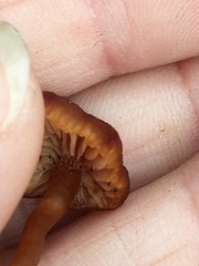 Hygrophorineae