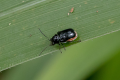 Aporocera