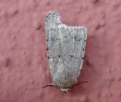 Caradrina clavipalpis