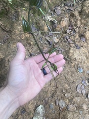 Smilax melastomifolia