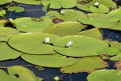 Nymphoides indica