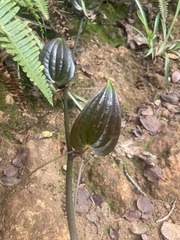 Smilax melastomifolia