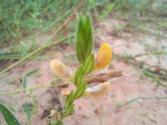 Zornia diphylla