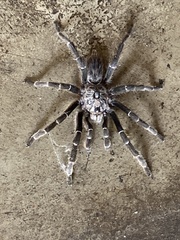 Ceratogyrus darlingi