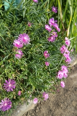 Delosperma cooperi