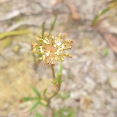 Trachymene composita
