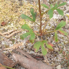 Trachymene composita