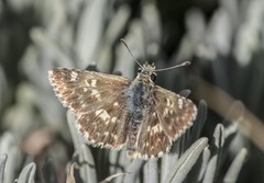 Muschampia proto