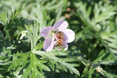 Geranium incanum