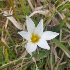 Romulea flava