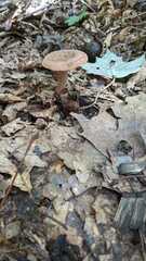 Lactarius quietus