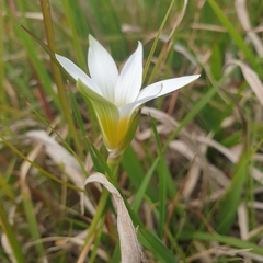 Romulea flava