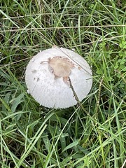 Macrolepiota procera