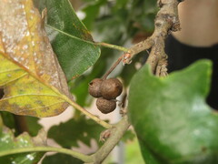 Andricus grossulariae