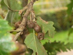 Andricus grossulariae