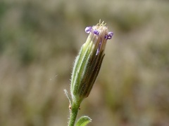 Vittadinia