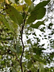Crataegus rivularis
