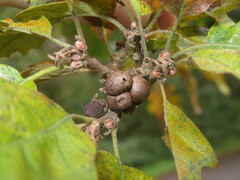 Andricus grossulariae