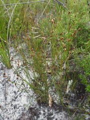 Sporadanthus interruptus