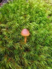 Cortinarius croceus