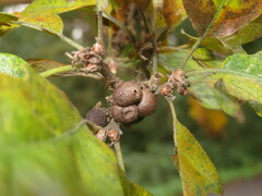 Andricus grossulariae