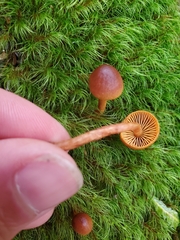 Cortinarius croceus