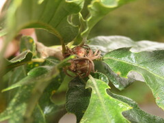Quercus cerris