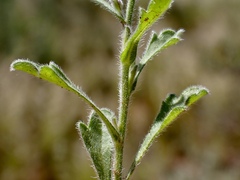 Vittadinia