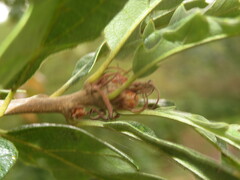 Quercus cerris