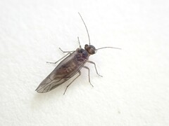 Homilopsocidea