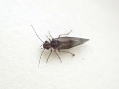 Homilopsocidea