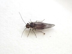 Homilopsocidea