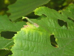 Phyllonorycter nicellii