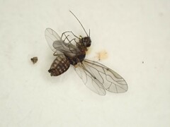 Homilopsocidea