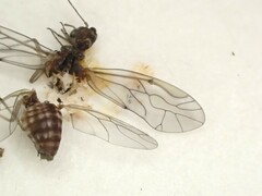 Homilopsocidea