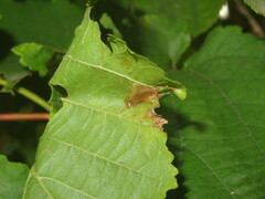 Phyllonorycter nicellii