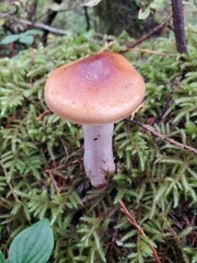 Cortinarius mucosus