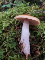 Cortinarius mucosus