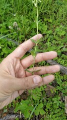 Cerastium holosteoides