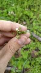 Cerastium holosteoides