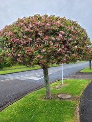 Malus floribunda
