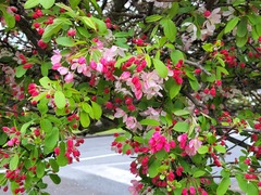 Malus floribunda