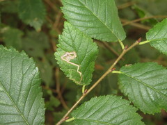 Stigmella ulmivora
