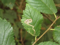 Stigmella ulmivora