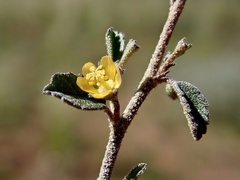 Sida intricata