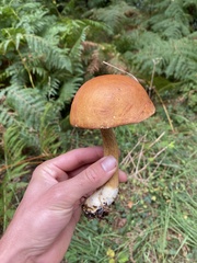 Leccinum versipelle