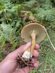 Leccinum versipelle