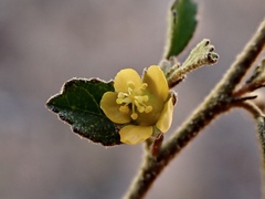Sida intricata