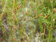 Sporadanthus interruptus