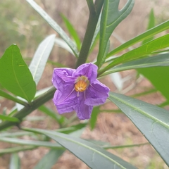 Solanum laciniatum